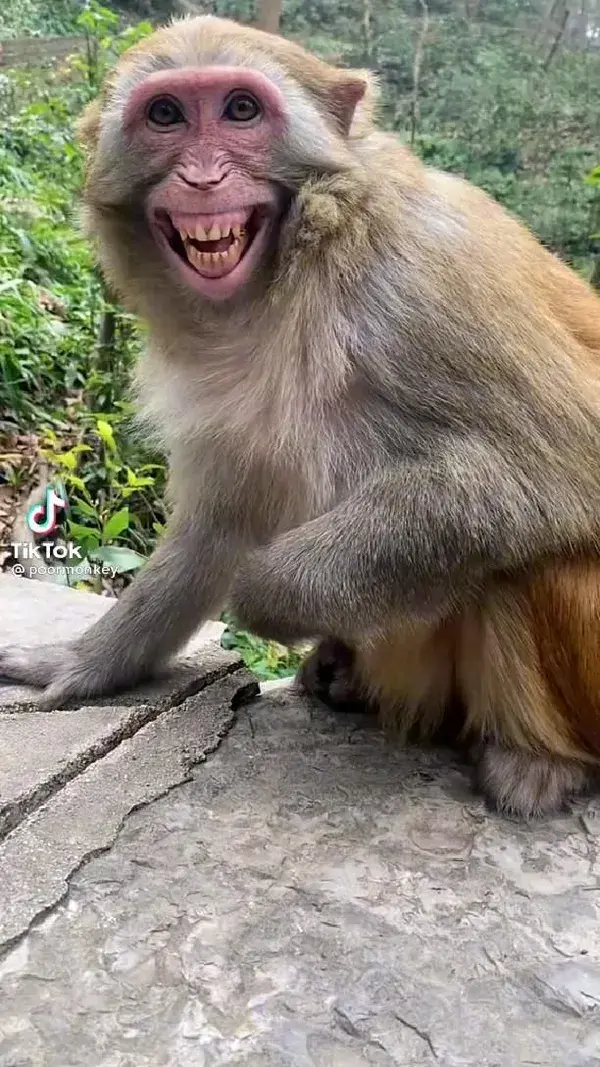 funny monkey tell you something