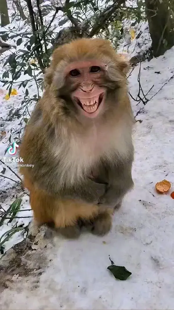 Funny monkey 🙈 ✨