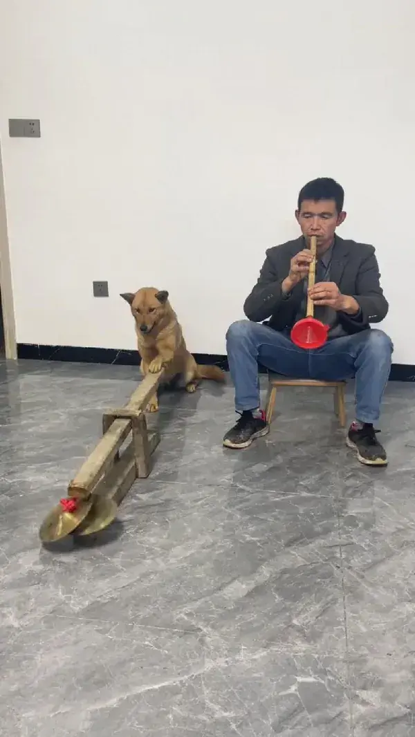 Talented dog.