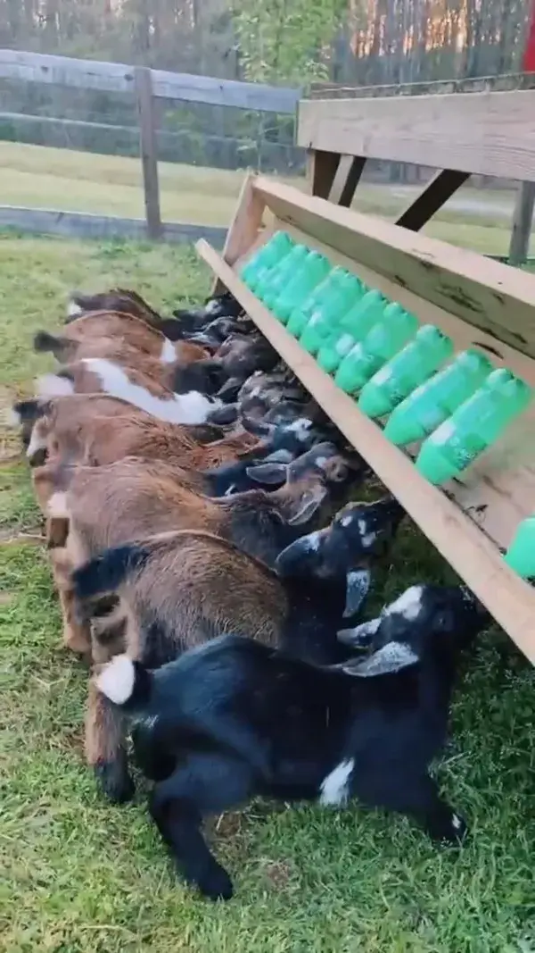 Hungry goat babies at feeding time