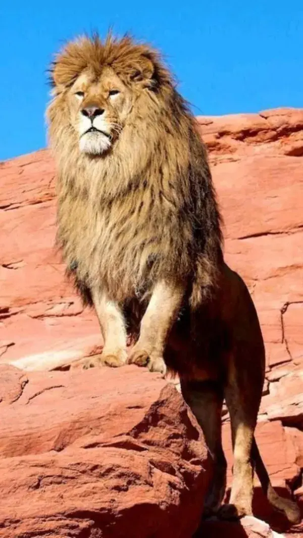 🦁