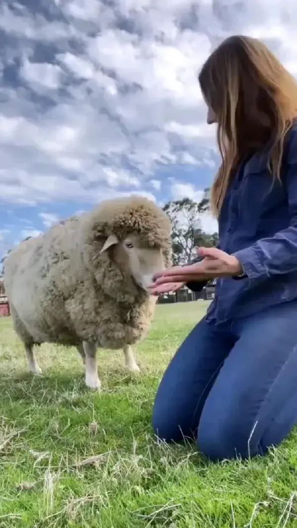 🐑