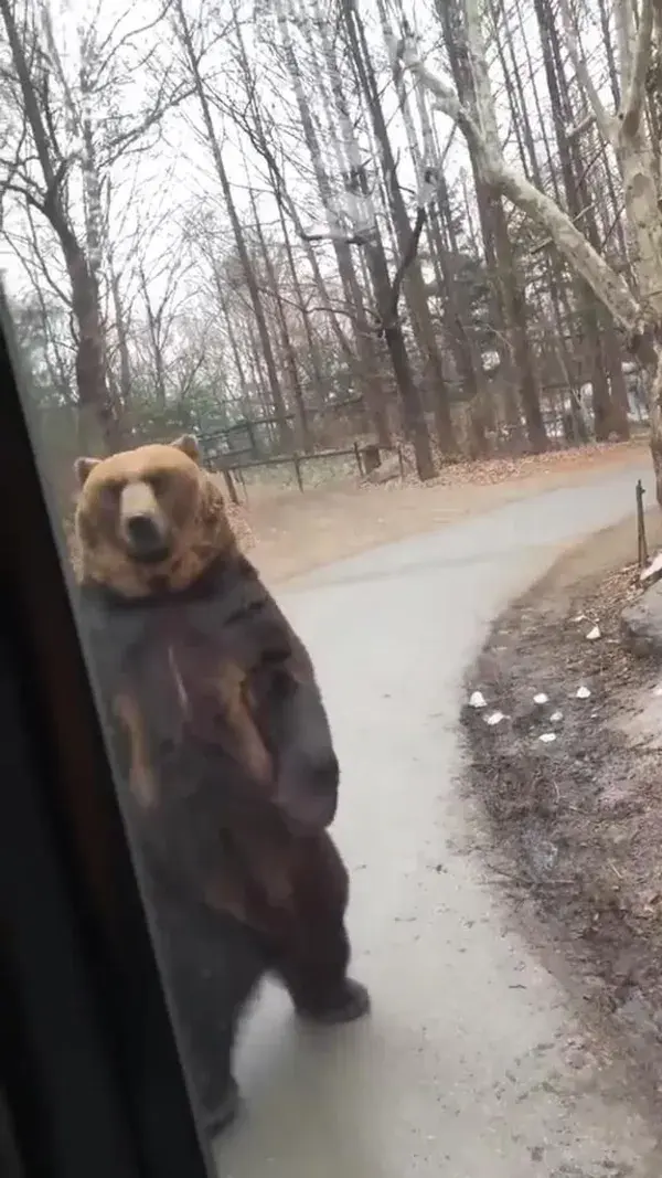 Cute and funny bear try's to catch the bus