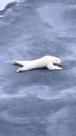 This Polar bear teaches us a lesson on how to walk on ice⁣ 🤣❄ Funny Polar Bear Video