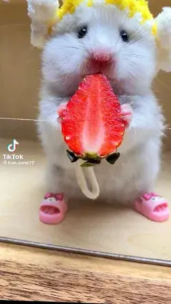 Little mouse eating strawberrys 🐭🍓