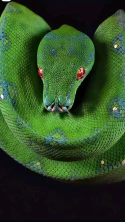 Snake Viridis Python