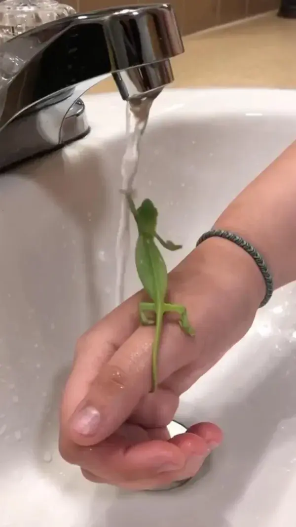 Wash your hands’🦎🧼