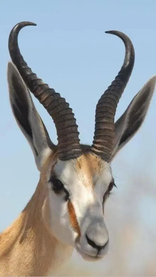 Some Amazing Horns 🦌