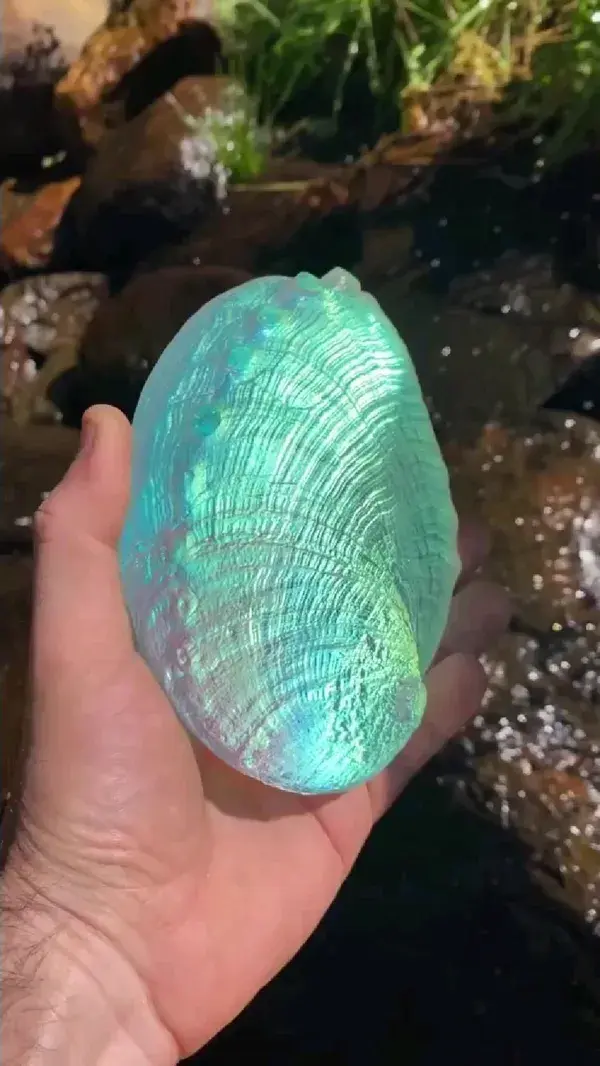 Aural Abalone Shell 😮 profile. @jeremysinkus