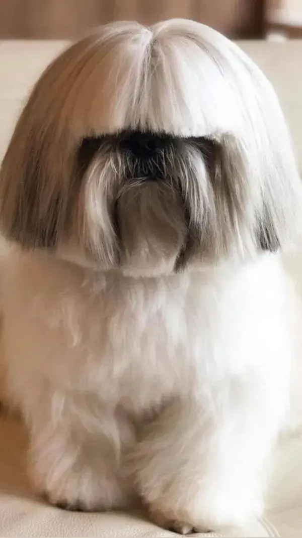 Bull Shih Hair Cut