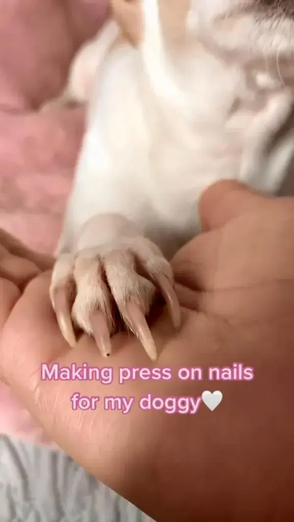 summer dog nails