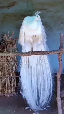 Beautiful white peacock ❤️