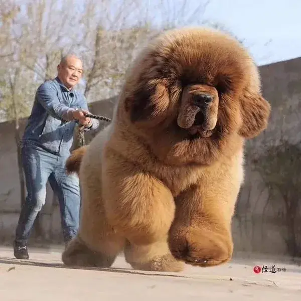 giant dogs biggest dogs   rare dogs pet dogs