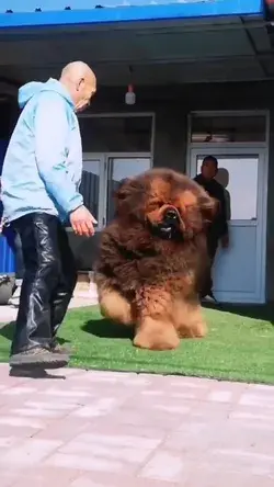 Big Furry Doggo