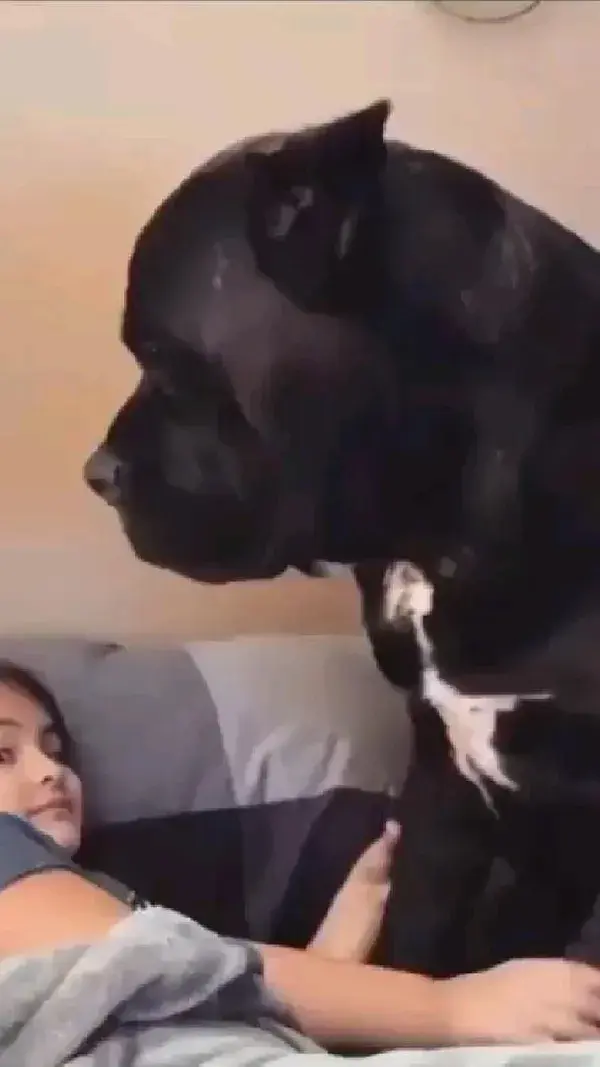big dog Pitbull