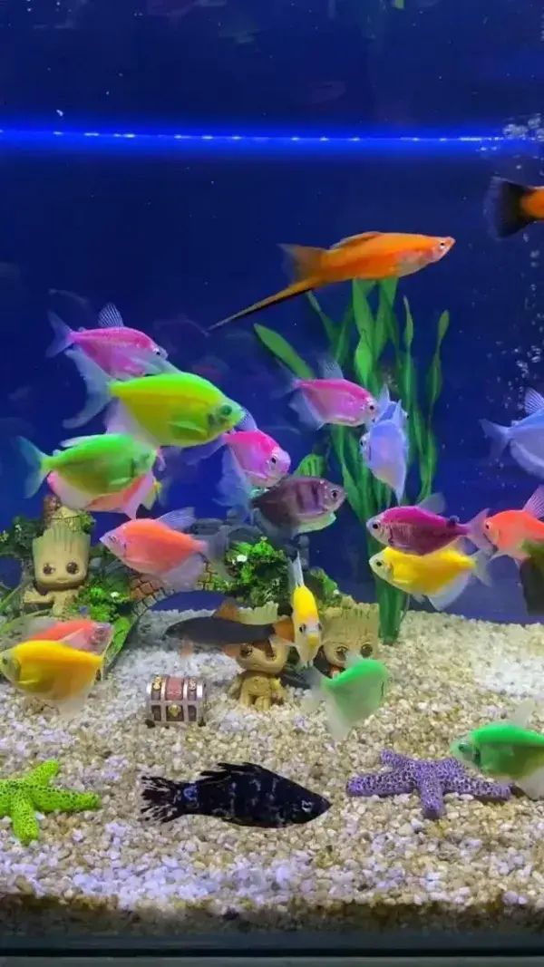 colourful fish