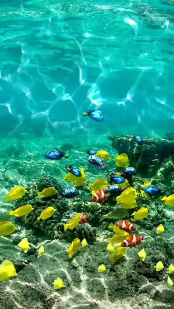 Amazingly beautiful underwater video