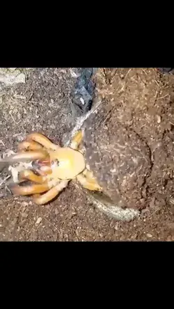 A Trapdoor Spider claiming it’s prey