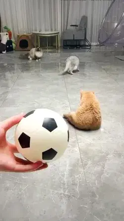 soccer cats⚽️ 🐈