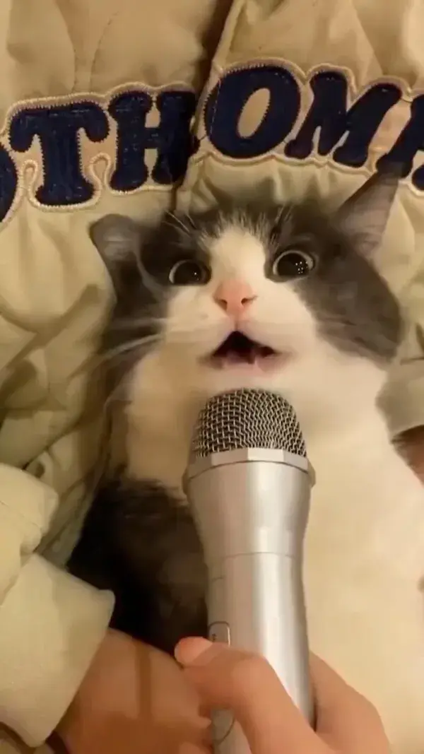 🎤 🐱