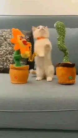 Munchkin kitten dancing, so cute!