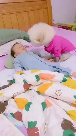 Dog pet to take care of the little baby with love