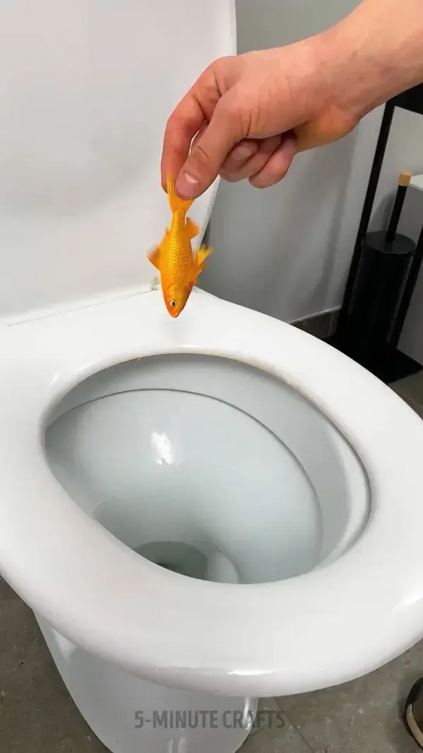 Amazing Creative Toilet Aquarium