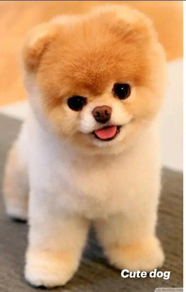 Cute dog