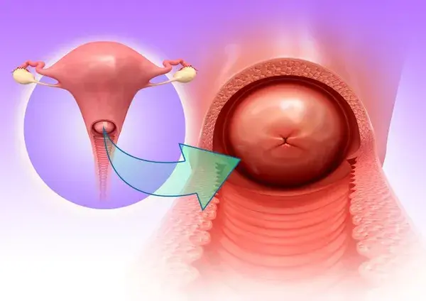 The Cervix: Functions, Anatomy, and Reproductive Health