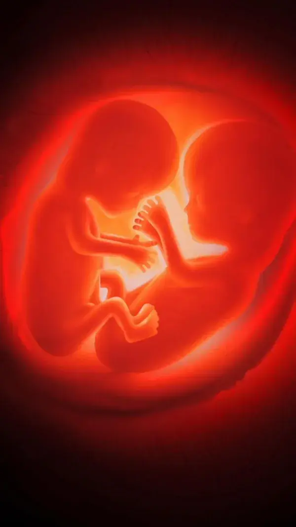 Double the Joy: Exploring the Marvels of Twin Pregnancy in Just 30 Seconds.