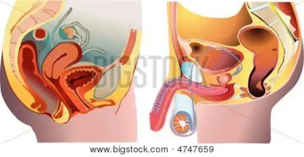 Male And Female Reproduction System