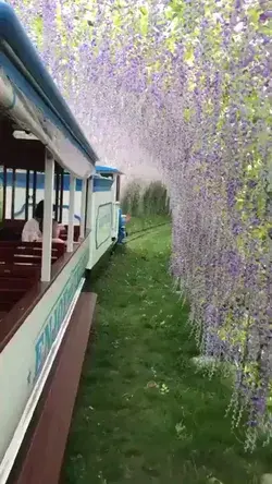 BEAUTIFUL😍🚉🌺🌸🌺🌸🌺🌸🌺🌸🌺🌸🌺🌸🌺🌸