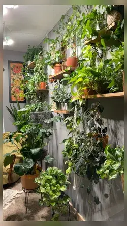 My plant wall. I’m so in love with how it’s filling out!