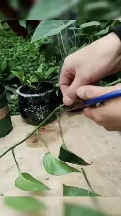 Flowering Plant Propagation