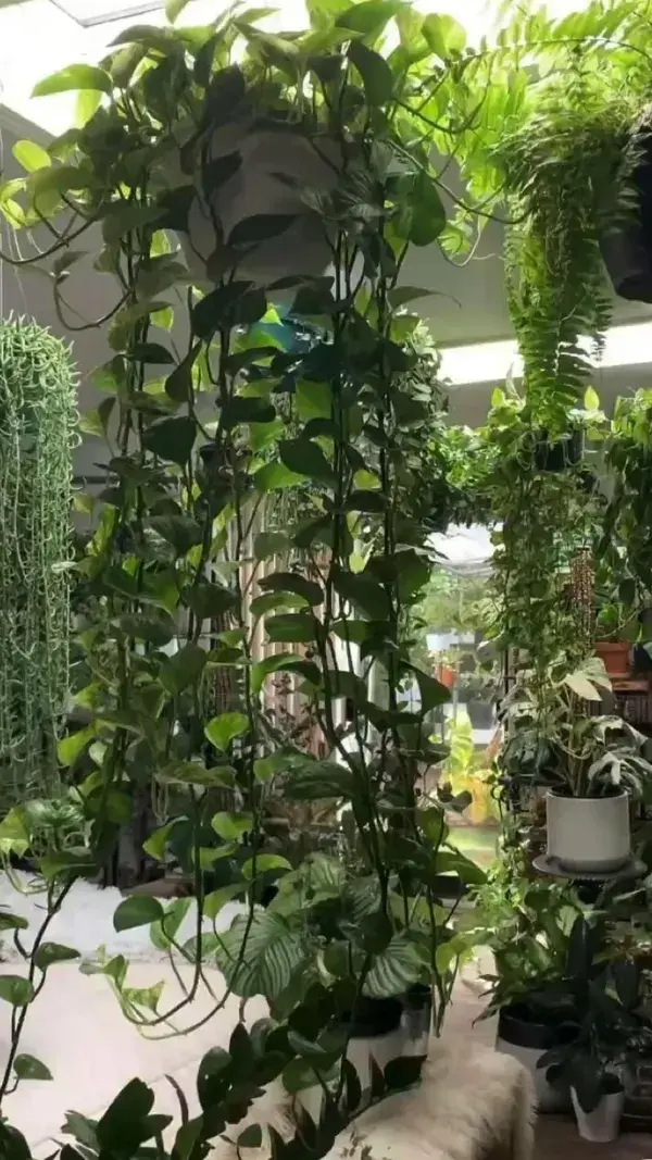 AESTHETIC ROOM WITH PLANTS | GREEN ROOM