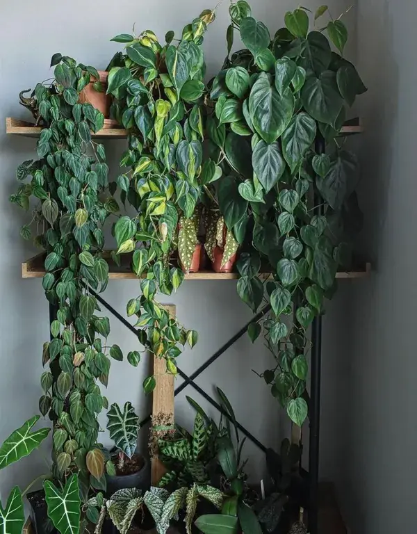 hanging plants