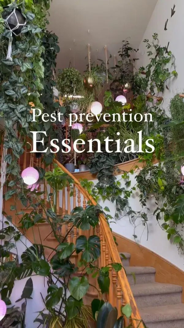 What do you use to treat pests? 🪴 From Joy of Plants Shop 🌿