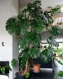 indoor Green Plants idea