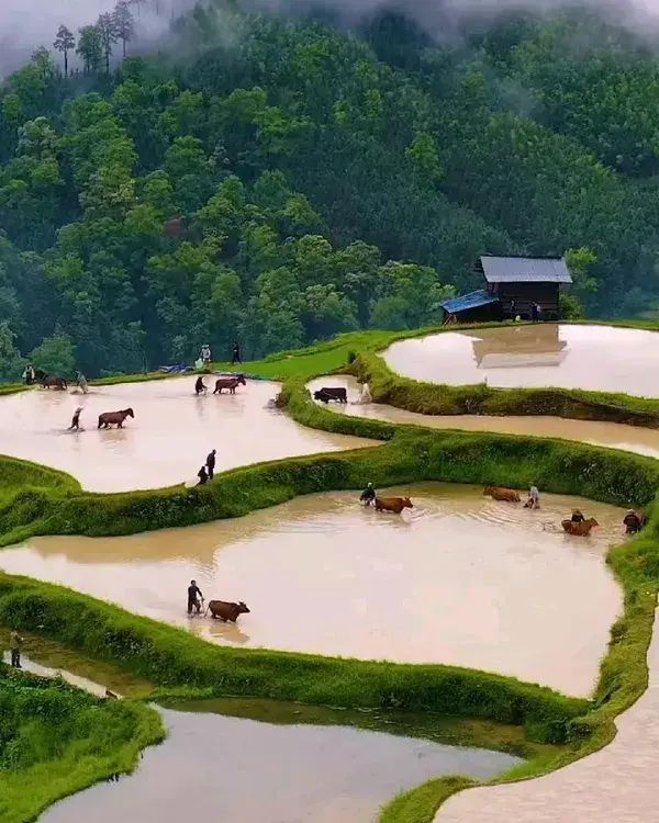 #agricultural #human #nature #scenery #travel #nature #mountain #cloud #fog #video #destination #sun