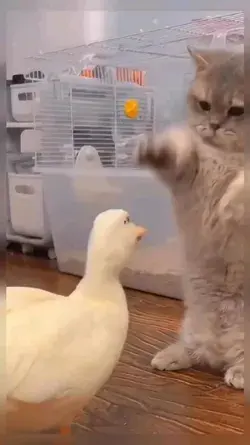 Hahaha cat vs duck