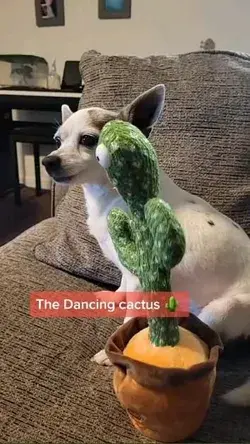 The Dancing cactus 🌵