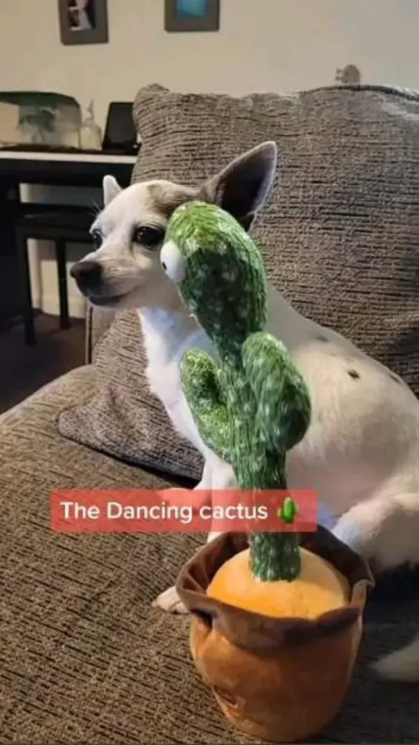 The Dancing cactus 🌵