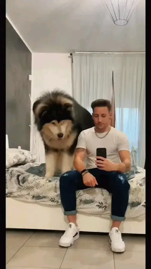 Beautiful Alaskan Malamute Dog Video 🤩😍♥️🐾🥺