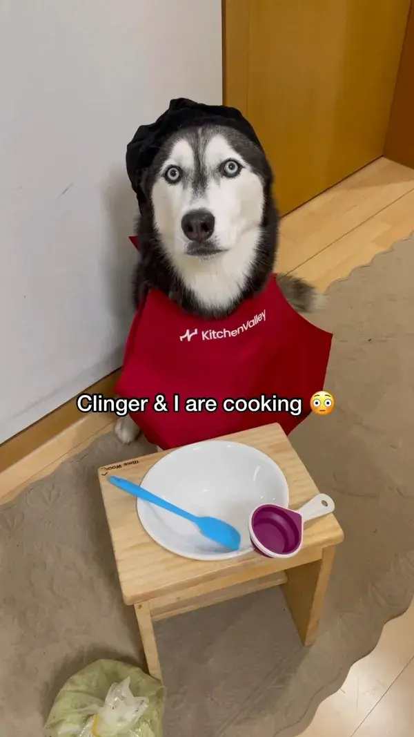 Adventure of Clinger + Juno: Baking A Cake! #husky #dog #doglovers #baking #cake