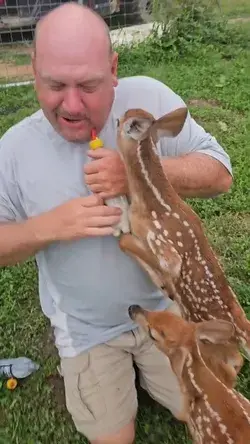Man is bottle feeding baby deer fawns
