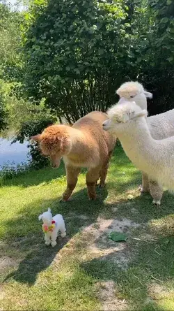 cute Alpacas with baby alpaca