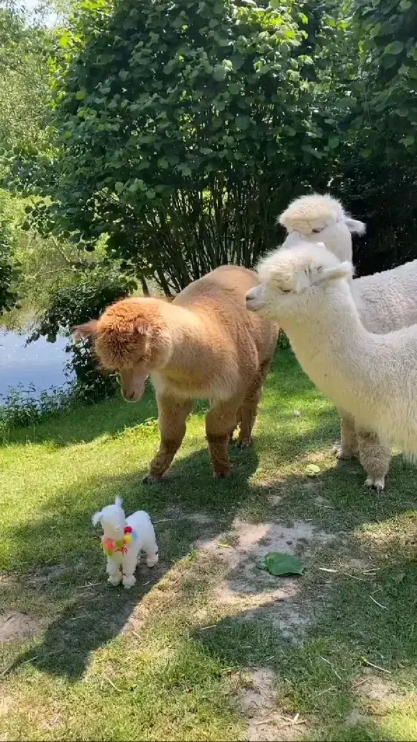 cute Alpacas with baby alpaca