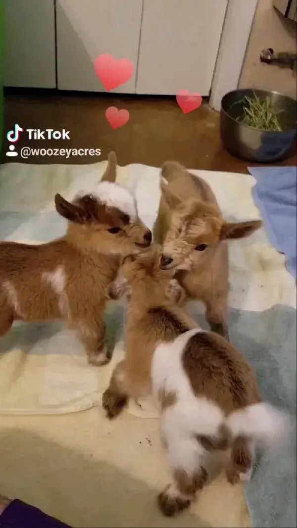 Cute Goats ❤️