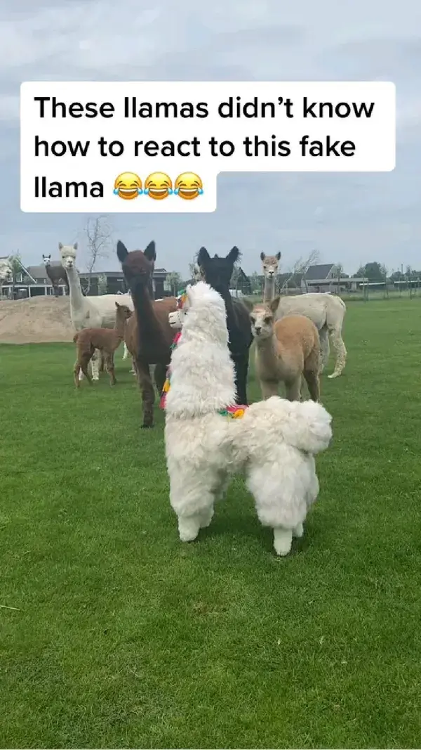 These llamas don't like this plush 🤣