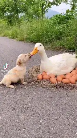 🦢🐕